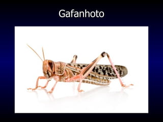 Gafanhoto 