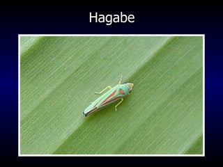 Hagabe 