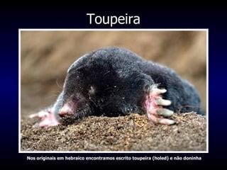 Toupeira Nos originais em hebraico encontramos escrito toupeira (holed) e não doninha 
