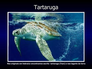 Tartaruga Nos originais em hebraico encontramos escrito  tartaruga (Tsav) e nao lagarto da terra 