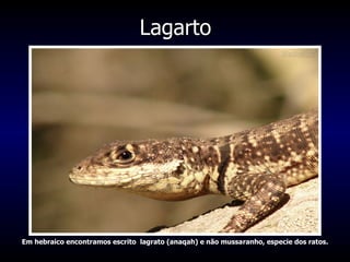 Lagarto Em hebraico encontramos escrito  lagrato (anaqah) e não mussaranho, especie dos ratos.  