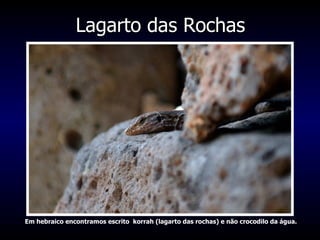 Lagarto das Rochas Em hebraico encontramos escrito  korrah (lagarto das rochas) e não crocodilo da água. 