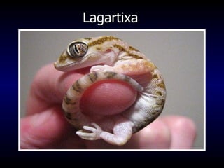 Lagartixa 