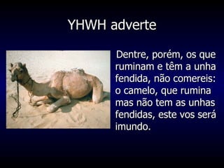 YHWH adverte Dentre, porém, os que ruminam e têm a unha fendida, não comereis: o camelo, que rumina mas não tem as unhas fendidas, este vos será imundo. 
