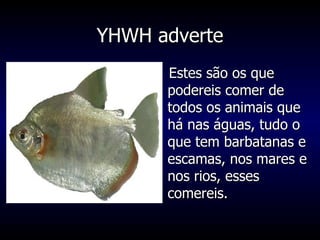 YHWH adverte Estes são os que podereis comer de todos os animais que há nas águas, tudo o que tem barbatanas e escamas, nos mares e nos rios, esses comereis. 