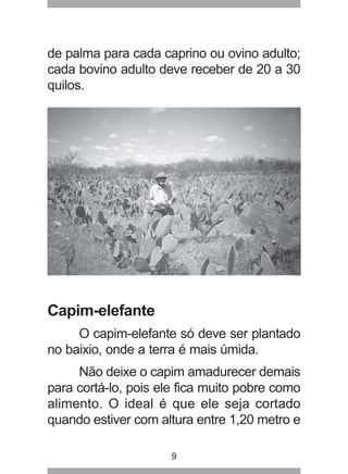 9
de palma para cada caprino ou ovino adulto;
cada bovino adulto deve receber de 20 a 30
quilos.
Capim-elefante
O capim-elefante só deve ser plantado
no baixio, onde a terra é mais úmida.
Não deixe o capim amadurecer demais
para cortá-lo, pois ele fica muito pobre como
alimento. O ideal é que ele seja cortado
quando estiver com altura entre 1,20 metro e
 