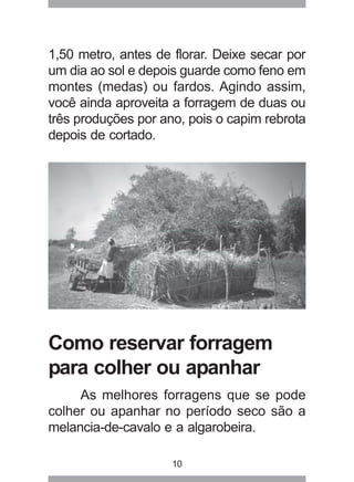 10
1,50 metro, antes de florar. Deixe secar por
um dia ao sol e depois guarde como feno em
montes (medas) ou fardos. Agindo assim,
você ainda aproveita a forragem de duas ou
três produções por ano, pois o capim rebrota
depois de cortado.
Como reservar forragem
para colher ou apanhar
As melhores forragens que se pode
colher ou apanhar no período seco são a
melancia-de-cavalo e a algarobeira.
 