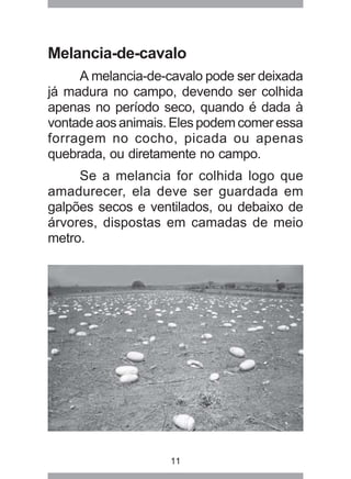 11
Melancia-de-cavalo
A melancia-de-cavalo pode ser deixada
já madura no campo, devendo ser colhida
apenas no período seco, quando é dada à
vontade aos animais. Eles podem comer essa
forragem no cocho, picada ou apenas
quebrada, ou diretamente no campo.
Se a melancia for colhida logo que
amadurecer, ela deve ser guardada em
galpões secos e ventilados, ou debaixo de
árvores, dispostas em camadas de meio
metro.
 