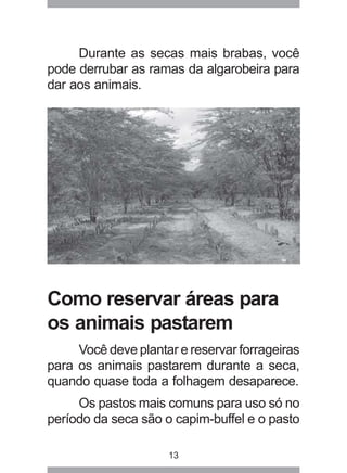 13
Durante as secas mais brabas, você
pode derrubar as ramas da algarobeira para
dar aos animais.
Como reservar áreas para
os animais pastarem
Você deve plantar e reservar forrageiras
para os animais pastarem durante a seca,
quando quase toda a folhagem desaparece.
Os pastos mais comuns para uso só no
período da seca são o capim-buffel e o pasto
 