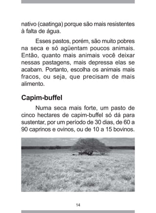 14
nativo (caatinga) porque são mais resistentes
à falta de água.
Esses pastos, porém, são muito pobres
na seca e só agüentam poucos animais.
Então, quanto mais animais você deixar
nessas pastagens, mais depressa elas se
acabam. Portanto, escolha os animais mais
fracos, ou seja, que precisam de mais
alimento.
Capim-buffel
Numa seca mais forte, um pasto de
cinco hectares de capim-buffel só dá para
sustentar, por um período de 30 dias, de 60 a
90 caprinos e ovinos, ou de 10 a 15 bovinos.
 