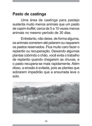 15
Pasto de caatinga
Uma área de caatinga para pastejo
sustenta muito menos animais que um pasto
de capim-buffel; cerca de 5 a 10 vezes menos
animais no mesmo período de 30 dias.
Entretanto, não deixe, de forma alguma,
osanimaiscomerematépelaremourasparem
os pastos reservados. Fica muito caro fazer o
replantio ou recuperação. Deixando algumas
plantas cobrindo o chão, você evita o trabalho
de replantio quando chegarem as chuvas, e
o pasto recupera-se mais rapidamente. Além
disso, a erosão é evitada, pois as plantas que
sobrarem impedirão que a enxurrada leve o
solo.
 