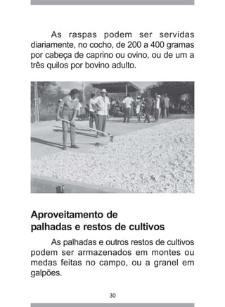 30
As raspas podem ser servidas
diariamente, no cocho, de 200 a 400 gramas
por cabeça de caprino ou ovino, ou de um a
três quilos por bovino adulto.
Aproveitamento de
palhadas e restos de cultivos
As palhadas e outros restos de cultivos
podem ser armazenados em montes ou
medas feitas no campo, ou a granel em
galpões.
 