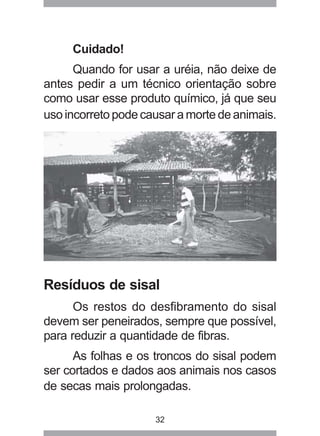 32
Cuidado!
Quando for usar a uréia, não deixe de
antes pedir a um técnico orientação sobre
como usar esse produto químico, já que seu
uso incorreto pode causar a morte de animais.
Resíduos de sisal
Os restos do desfibramento do sisal
devem ser peneirados, sempre que possível,
para reduzir a quantidade de fibras.
As folhas e os troncos do sisal podem
ser cortados e dados aos animais nos casos
de secas mais prolongadas.
 