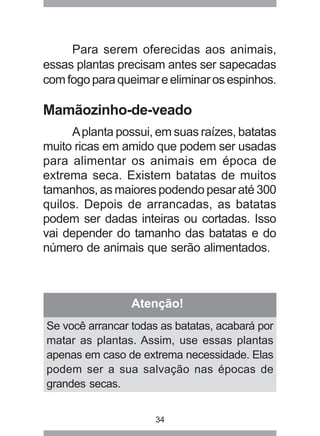 34
Para serem oferecidas aos animais,
essas plantas precisam antes ser sapecadas
comfogoparaqueimareeliminarosespinhos.
Mamãozinho-de-veado
Aplanta possui, em suas raízes, batatas
muito ricas em amido que podem ser usadas
para alimentar os animais em época de
extrema seca. Existem batatas de muitos
tamanhos, as maiores podendo pesar até 300
quilos. Depois de arrancadas, as batatas
podem ser dadas inteiras ou cortadas. Isso
vai depender do tamanho das batatas e do
número de animais que serão alimentados.
Atenção!
Se você arrancar todas as batatas, acabará por
matar as plantas. Assim, use essas plantas
apenas em caso de extrema necessidade. Elas
podem ser a sua salvação nas épocas de
grandes secas.
 
