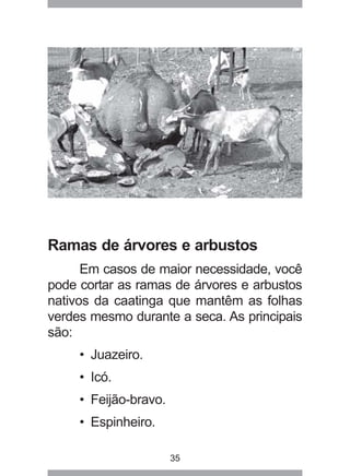 35
Ramas de árvores e arbustos
Em casos de maior necessidade, você
pode cortar as ramas de árvores e arbustos
nativos da caatinga que mantêm as folhas
verdes mesmo durante a seca. As principais
são:
• Juazeiro.
• Icó.
• Feijão-bravo.
• Espinheiro.
 