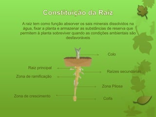 A raiz tem como função absorver os sais minerais dissolvidos na
água, fixar a planta e armazenar as substâncias de reserva que
permitem à planta sobreviver quando as condições ambientais são
desfavoráveis

Colo

Raiz principal
Raízes secundárias
Zona de ramificação
Zona Pilosa
Zona de crescimento

Coifa

 