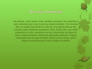 As plantas, como seres vivos, também precisam de nutrientes e
sais minerais para viver e para se desenvolverem. Os minerais
têm um papel importante na vida de uma planta porque são
precisos para inúmeros processos vitais. Estes sais, que estão
presentes no solo, penetram na raiz, dissolvidos na água do
solo. A este processo chamamos absorção radicular. A água,
misturada com os sais minerais, forma a seiva bruta, que é
depois conduzida para outros órgãos da planta.

 