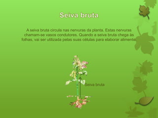A seiva bruta circula nas nervuras da planta. Estas nervuras
chamam-se vasos condutores. Quando a seiva bruta chega às
folhas, vai ser utilizada pelas suas células para elaborar alimento.

Seiva bruta

 
