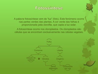 A palavra fotossíntese vem de “luz” (foto). Este fenómeno ocorre
nas partes verdes das plantas. A cor verde das folhas é
proporcionada pela clorofila, que capta a luz solar.
A fotossíntese ocorre nos cloroplastos. Os cloroplastos são
células que se encontram exclusivamente nas células vegetais.

Folha

Consome

Dióxido de
carbono

Glícidos

Liberta

Oxigénio

Seiva
elaborada

Consumido
por nós

 