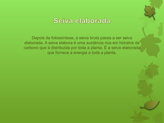 Depois da fotossíntese, a seiva bruta passa a ser seiva
elaborada. A seiva elabora é uma sustância rica em hidratos de
carbono que á distribuída por toda a planta. É a seiva elaborada
que fornece a energia a toda a planta.

 