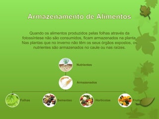 Quando os alimentos produzidos pelas folhas através da
fotossíntese não são consumidos, ficam armazenados na planta.
Nas plantas que no inverno não têm os seus órgãos expostos, os
nutrientes são armazenados no caule ou nas raízes.

Nutrientes

Armazenados

Folhas

Sementes

Hortícolas

Frutos

 