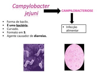 CAMPILOBACTERIOSE
 Forma de bacilo.
 É uma bactéria.
 Curvado.
 Formato em S.
 Agente causador de diarreias.
 Infecção
alimentar
 