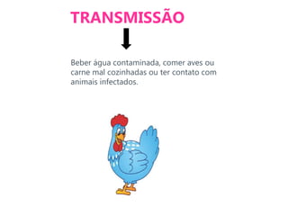 TRANSMISSÃO
Beber água contaminada, comer aves ou
carne mal cozinhadas ou ter contato com
animais infectados.
 
