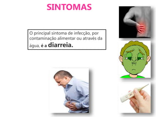 SINTOMAS
O principal sintoma de infecção, por
contaminação alimentar ou através da
água, é a diarreia.
 