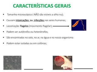 CARACTERÍSTICAS GERAIS
 Tamanho microscópico ( NÃO são visíveis a olho nu);
 Causam intoxicações ou infecções nos seres humanos;
 Locomoção: flagelos (movimento flagelar);
 Podem ser autótrofos ou heterótrofos;
 São encontradas no solo, no ar, na água e no nosso organismo.
 Podem estar isoladas ou em colônias;
 