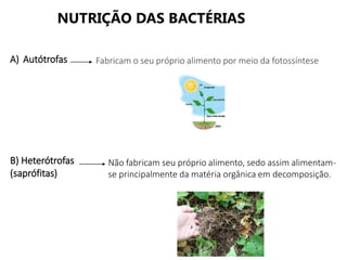 NUTRIÇÃO DAS BACTÉRIAS
A) Autótrofas
B) Heterótrofas
(saprófitas)
Fabricam o seu próprio alimento por meio da fotossíntese
Não fabricam seu próprio alimento, sedo assim alimentam-
se principalmente da matéria orgânica em decomposição.
 