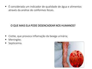  É considerada um indicador de qualidade de água e alimentos
através da análise de coliformes fecais.
O QUE MAIS ELA PODE DESENCADEAR NOS HUMANOS?
 Cistite, que provoca inflamação da bexiga urinária;
 Meningite;
 Septicemia.
 
