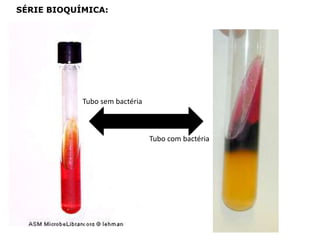SÉRIE BIOQUÍMICA:
Tubo sem bactéria
Tubo com bactéria
 