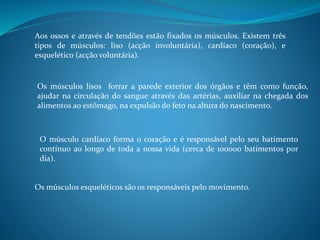 Aos ossos e através de tendões estão fixados os músculos. Existem três
tipos de músculos: liso (acção involuntária), cardíaco (coração), e
esquelético (acção voluntária).
Os músculos lisos forrar a parede exterior dos órgãos e têm como função,
ajudar na circulação do sangue através das artérias, auxiliar na chegada dos
alimentos ao estômago, na expulsão do feto na altura do nascimento.
O músculo cardíaco forma o coração e é responsável pelo seu batimento
contínuo ao longo de toda a nossa vida (cerca de 100000 batimentos por
dia).
Os músculos esqueléticos são os responsáveis pelo movimento.
 