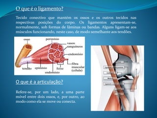 O que é o ligamento?
Tecido conectivo que mantém os ossos e os outros tecidos nas
respectivas posições do corpo. Os ligamentos apresentam-se,
normalmente, sob formas de lâminas ou bandas. Alguns ligam-se aos
músculos funcionando, neste caso, de modo semelhante aos tendões.
O que é a articulação?
Refere-se, por um lado, a uma parte
móvel entre dois ossos, e, por outro, ao
modo como ela se move ou conecta.
 