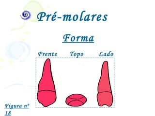 Pré-molares
                     Forma
            Frente    Topo   Lado




Figura nº
18
 