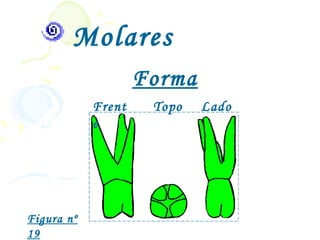 Molares
                    Forma
            Frent    Topo   Lado
            e




Figura nº
19
 