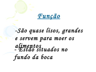 Função
-São quase lisos, grandes
e servem para moer os
alimentos
- Estão situados no
fundo da boca
 
