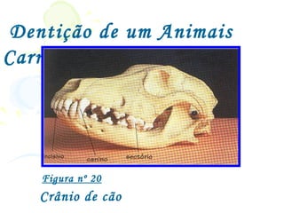 Dentição de um Animais
Carnívoro




   Figura nº 20
   Crânio de cão
 