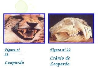Figura nº   Figura nº 22
21
            Crânio de
Leopardo    Leopardo
 