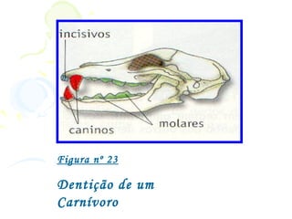 Figura nº 23

Dentição de um
Carnívoro
 