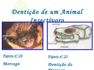 Dentição de um Animal
          Insectívoro



Figura nº 24   Figura nº 25

Morcego        Dentição do
 