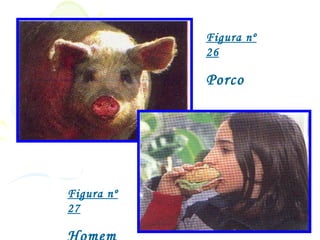 Figura nº
            26

            Porco




Figura nº
27
 