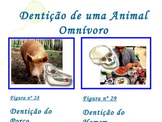 Dentição de uma Animal
          Omnívoro




Figura nº 28   Figura nº 29

Dentição do    Dentição do
 