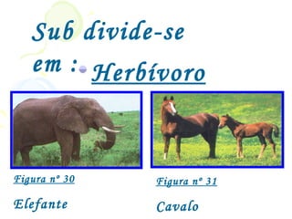Sub divide-se
   em : Herbívoro
               s

Figura nº 30       Figura nº 31

Elefante           Cavalo
 