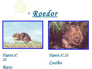 Roedor
            es


Figura nº       Figura nº 33
32
                Coelho
Rato
 