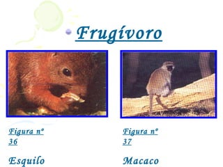 Frugívoro
            s


Figura nº       Figura nº
36              37

Esquilo         Macaco
 