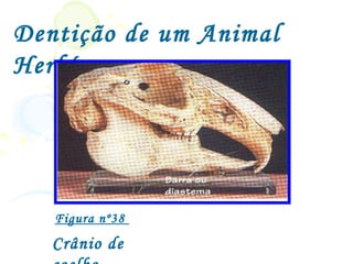 Dentição de um Animal
Herbívoro




   Figura nº38
   Crânio de
 