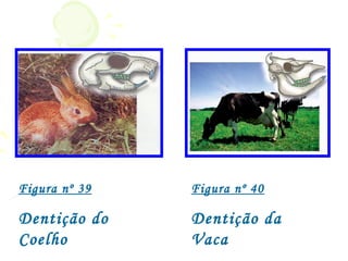 Figura nº 39   Figura nº 40

Dentição do    Dentição da
Coelho         Vaca
 