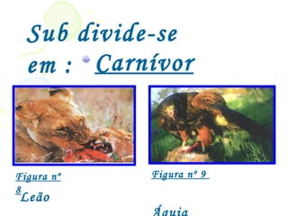 Sub divide-se
  em : Carnívor
        os

Figura nº   Figura nº 9
8
Leão
 