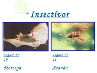 Insectívor
            os


Figura nº        Figura nº
10               11

Morcego          Aranha
 